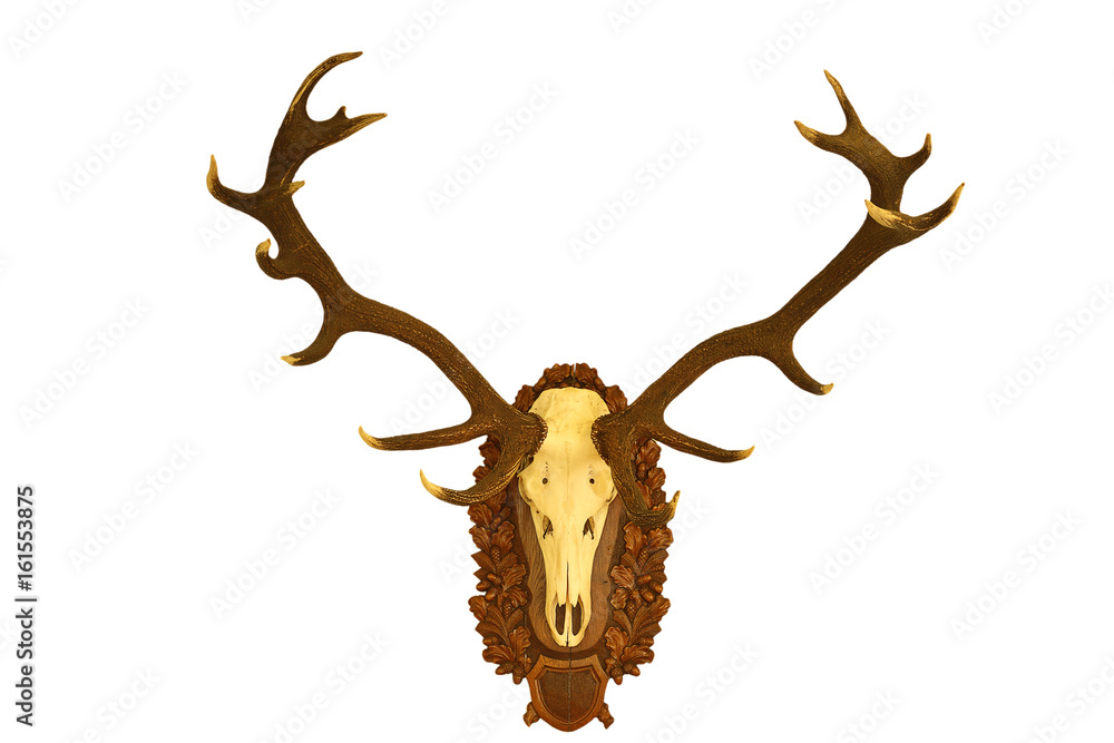 beautiful red deer hunting trophy over white 1 beautiful red deer hunting trophy over white 1