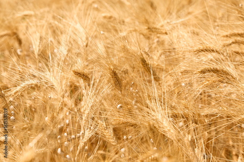 Field of wheat in Provence France