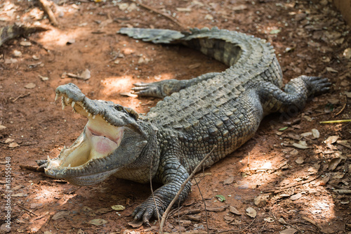 Crocodiles Resting at Crocodile Farm © DarKinG