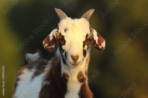 cute mottled goat kid © taviphoto