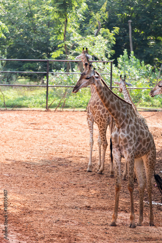  Giraffe in the zoo  thailand
