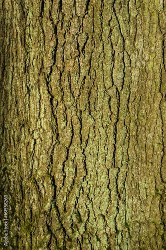 Tree 3