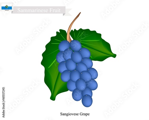 Ripe Grape, A Popular Fruit in Yemen