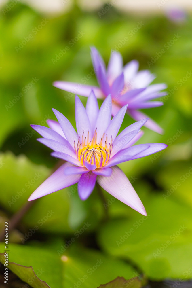 Lotus flower on the water