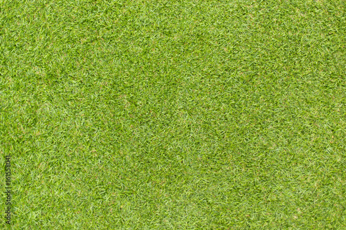 Green grass natural background texture.