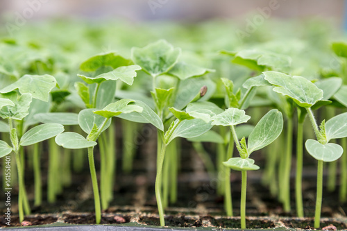watermelon seedling growth in sowing tray
