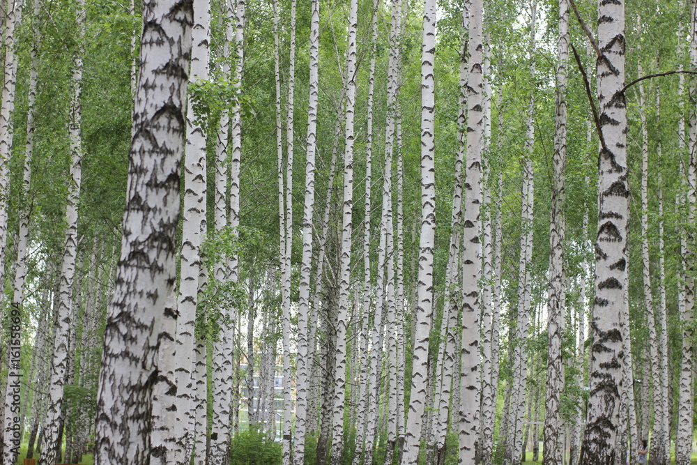 Obraz premium birch grove in the Park