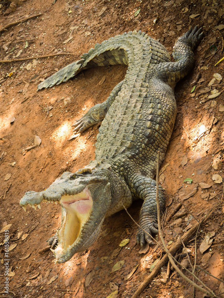 Naklejka premium Crocodiles Resting at Crocodile Farm