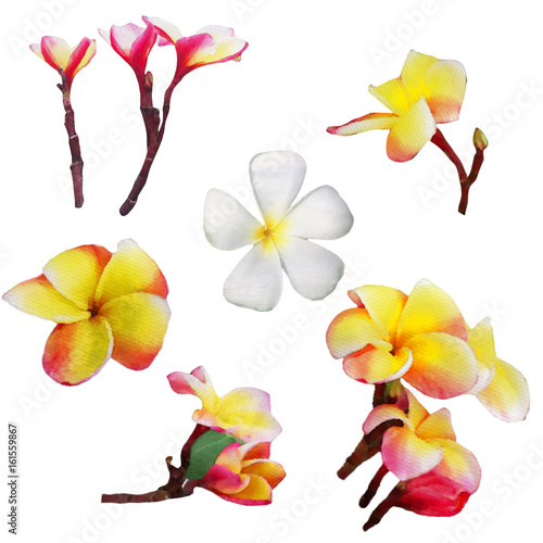 Watercolor floral set with flowers. Tropical isolated on white background. Digital painting illustration.
