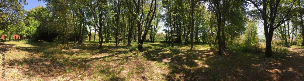 Oak forest, from Galicia, Spain.. Oak forest, from Galicia, Spain..