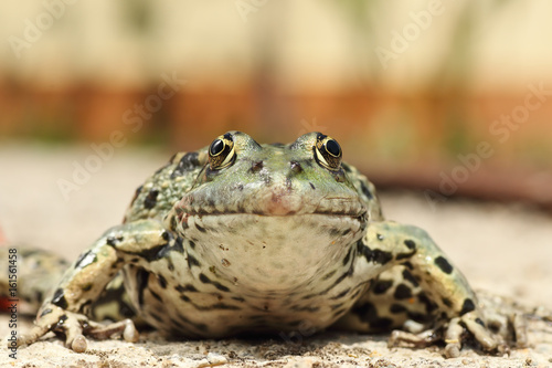 portrait of marsh frog