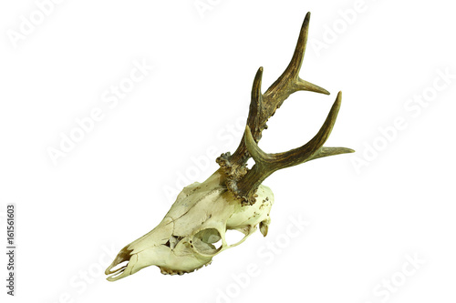 roe deer buck cranium on white background