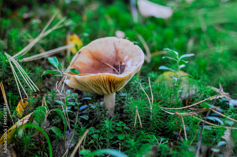 saffron milk cap mushroom in the forest saffron milk cap mushroom in the forest
