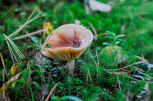 saffron milk cap mushroom in the forest