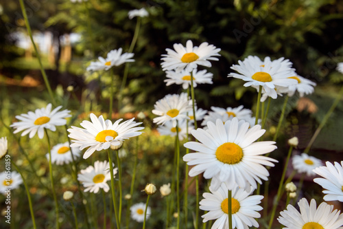 Large white daisies in nature