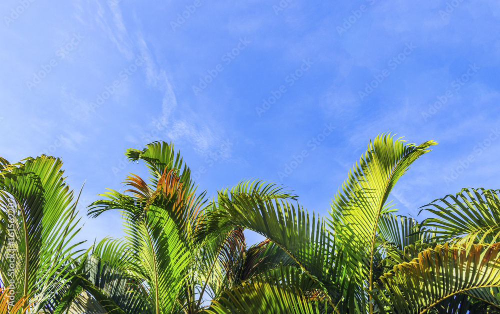 palm tree with blue sky. over light in the background