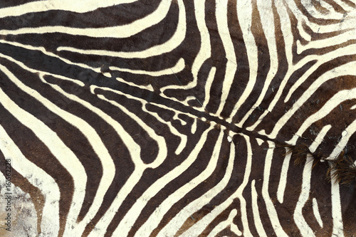 texture of zebra old pelt