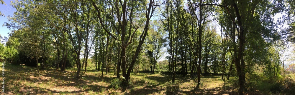Oak forest, from Galicia, Spain.. Oak forest, from Galicia, Spain..