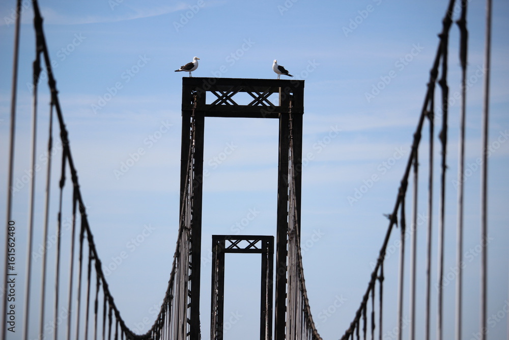 Fototapeta premium Two birds 