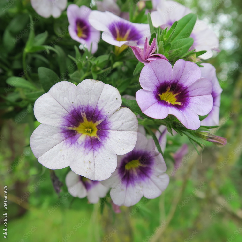 Delicate purple petunia, petunioideae, hanging, a popular ornamental plant in many German gardens and balconies Delicate purple petunia, petunioideae, hanging, a popular ornamental plant in many German gardens and balconies