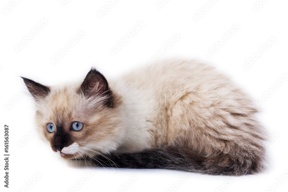 A kitten on a white background A kitten on a white background