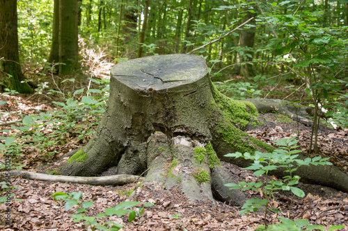 Baumstumpf im Wald