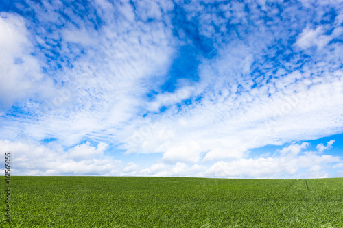 Weizenfeld mit himmel