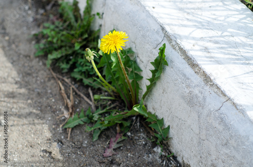 Fototapeta Naklejka Na Ścianę i Meble -  Yellow dandelion grows from concrete