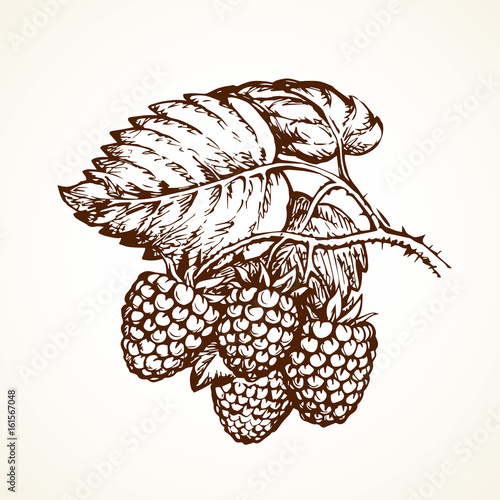 Raspberries. Vector illustration
