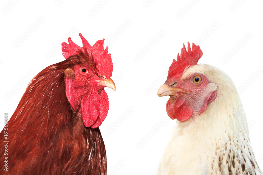  Rooster and hen on white background.