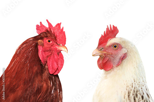  Rooster and hen on white background.