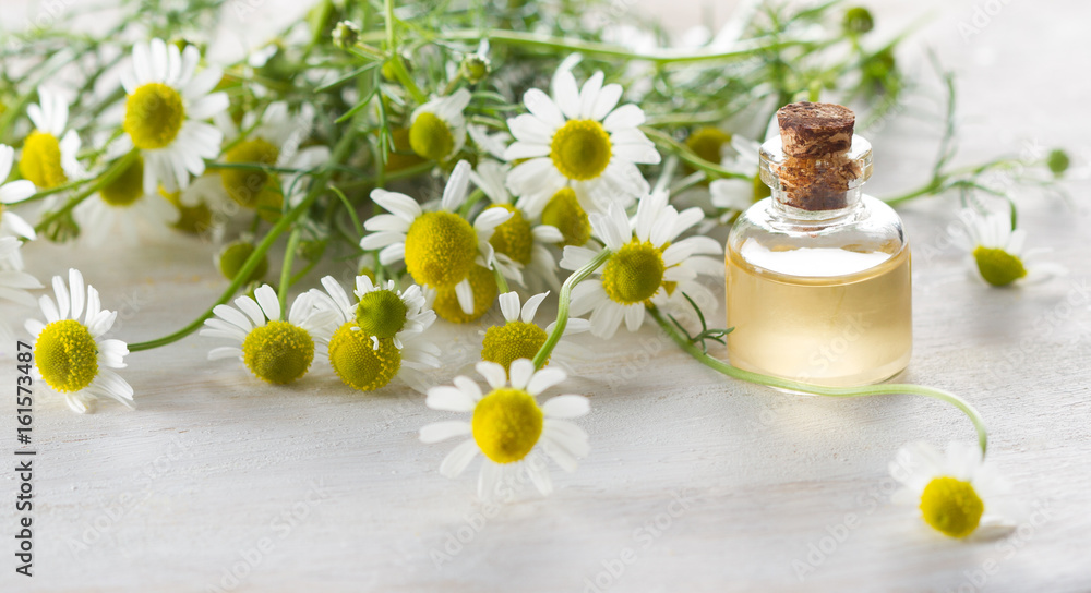 Camomile essential oil and camomile flowers Camomile essential oil and camomile flowers