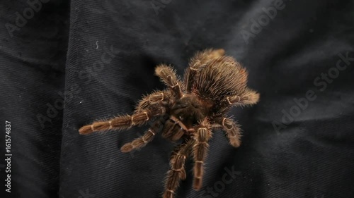 The spider crawls on a black cloth