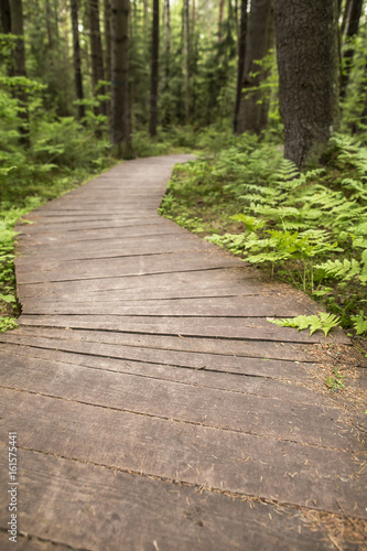 Ecological path from wooden boards for walking in the forest with an unsharp background. Summer day  close-up.