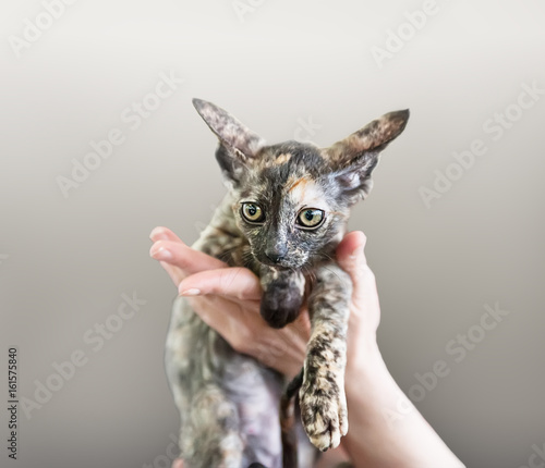Hand holding a small kitten Devon Rex for demonstration and sale. A horizontal frame.