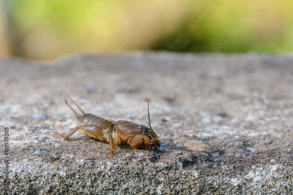 custom made wallpaper toronto digitalThe portrait of a large insect living in the land - gryllotalpa