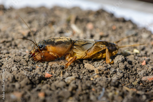 The portrait of a large insect living in the land - gryllotalpa