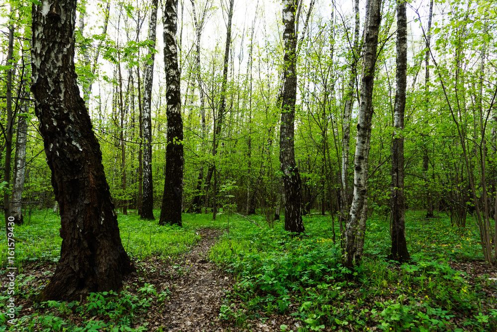 Nature landscape view of a green forest jungle on spring season with green trees and leaves. Peaceful tranquil outdoor scenery in a woodland