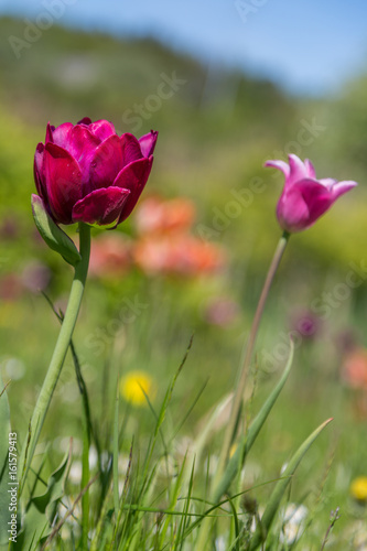 Tulip In The Summer Garden