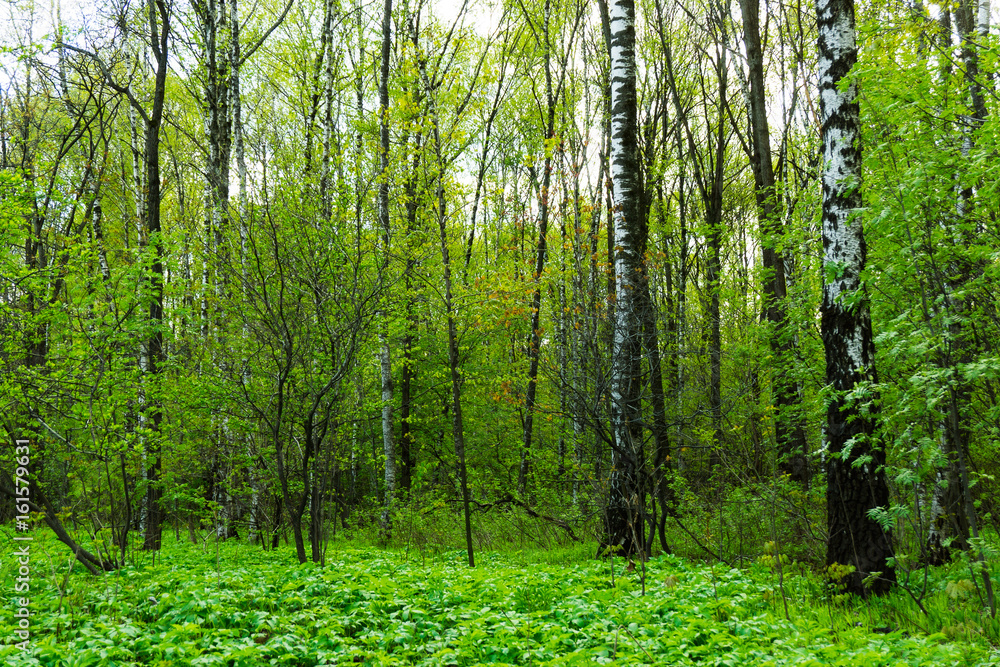 Nature landscape view of a green forest jungle on spring season with green trees and leaves. Peaceful tranquil outdoor scenery in a woodland