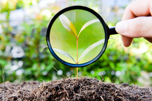 human hand is using magnifying glass to the growing plant