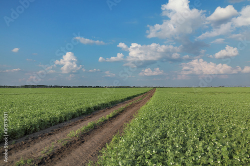 Blossoming pea plants in field with country road and beautiful sky