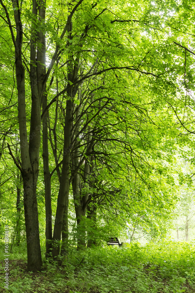 Fototapeta premium Lonely bench between trees in a green forest on a spring summer day with various kinds of fresh plants nature park and outdoor landscape