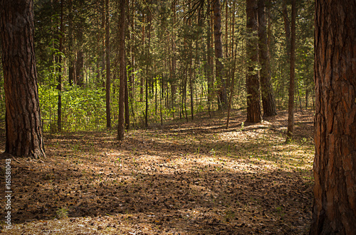 Sunny clearing in the forest on a summer day with shadows from the pine trees