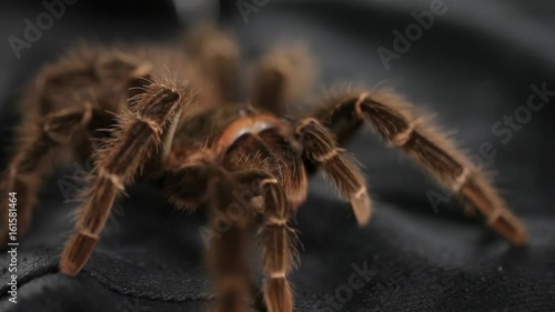 The spider crawls on a black cloth