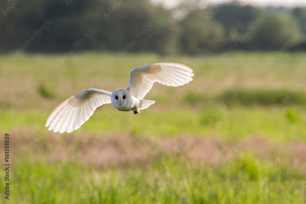 Obraz premium Barn Owl (Tyto Alba) hunting in rural countryside