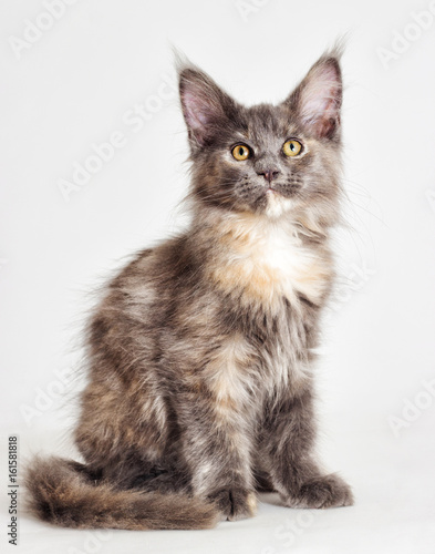 three-colored kitten of Maine Coon