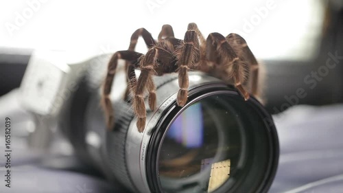 Spider and Cannon Lens