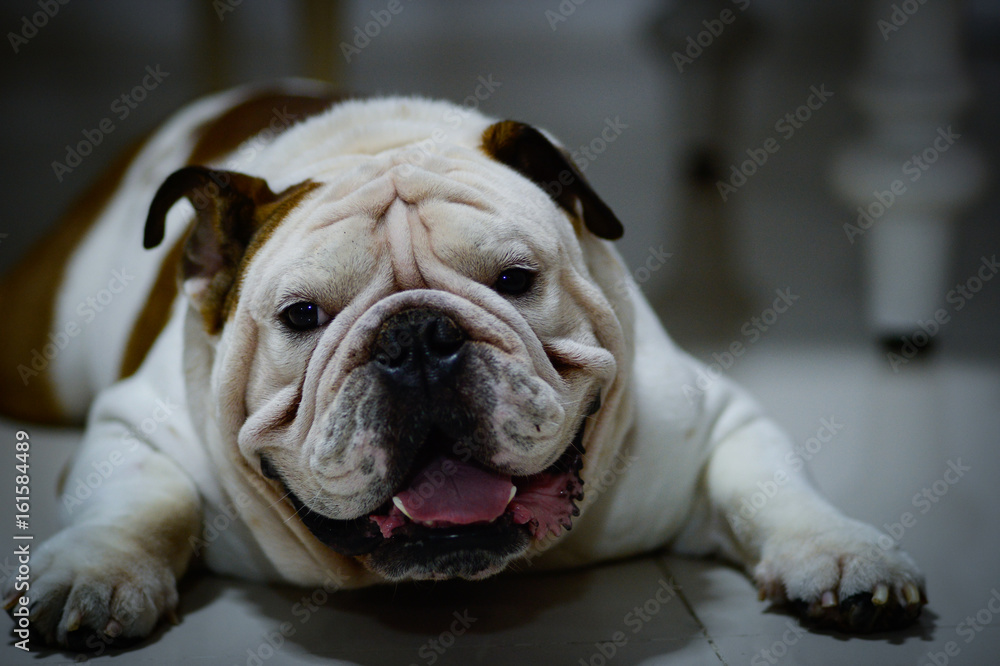 English bulldog sleep on the floor, It's sleepy, fat dog English bulldog sleep on the floor, It's sleepy, fat dog