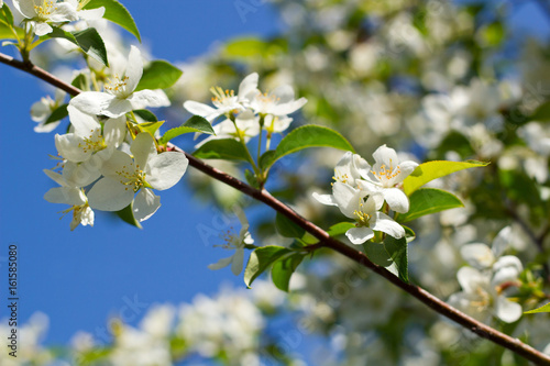 Blossoming apple-tree in the spring against the blue sky
